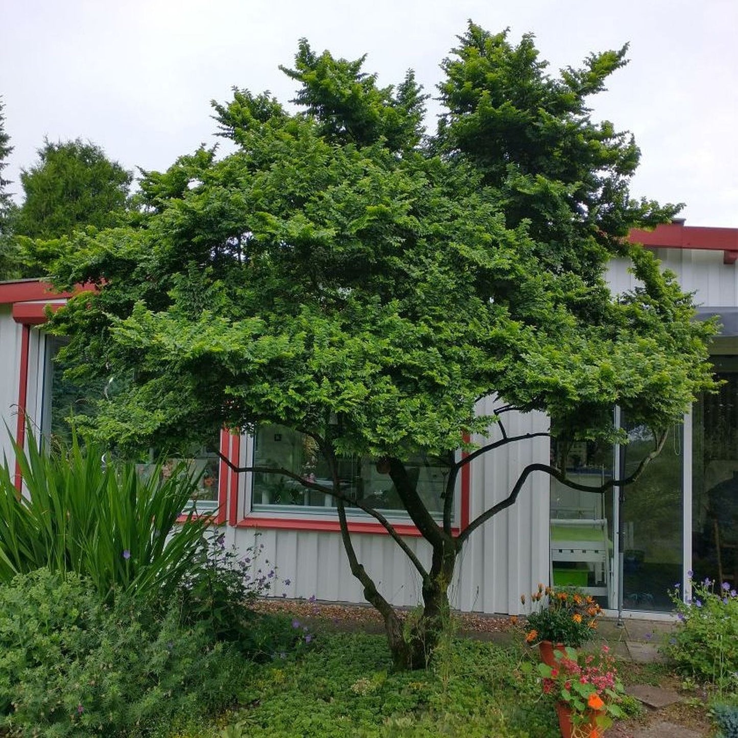 JACQUELINE HILLIER ELM 3gal