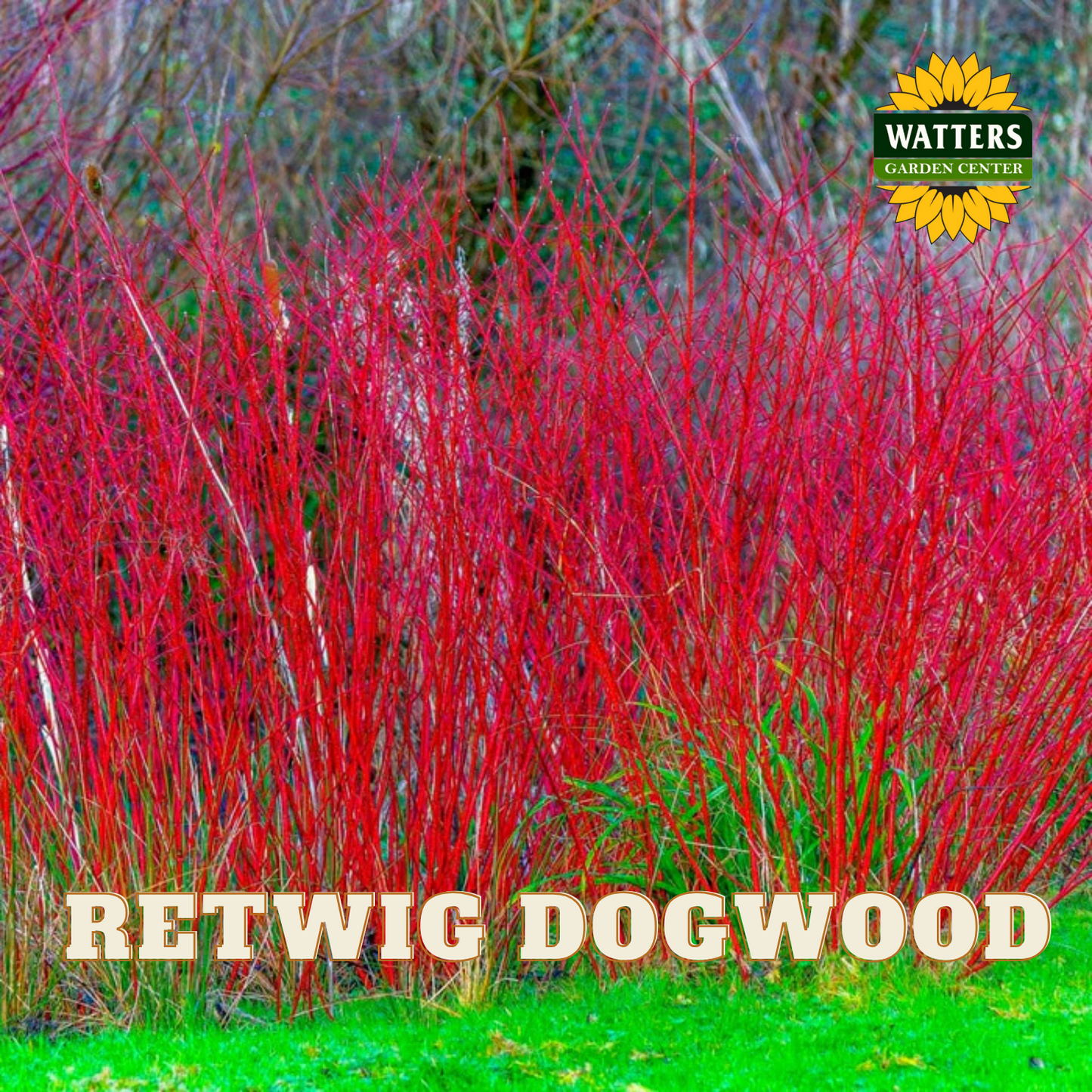 REDTWIG DOGWOOD 5 gal