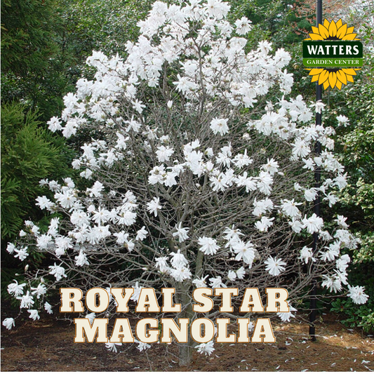ROYAL STAR MAGNOLIA 2gal