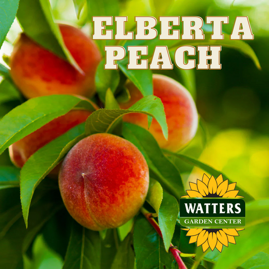 ELBERTA PEACH TREE 10gal