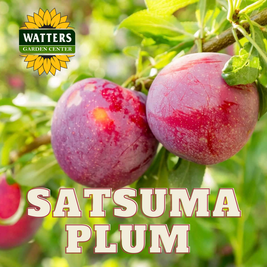 SATSUMA PLUM TREE 7gal