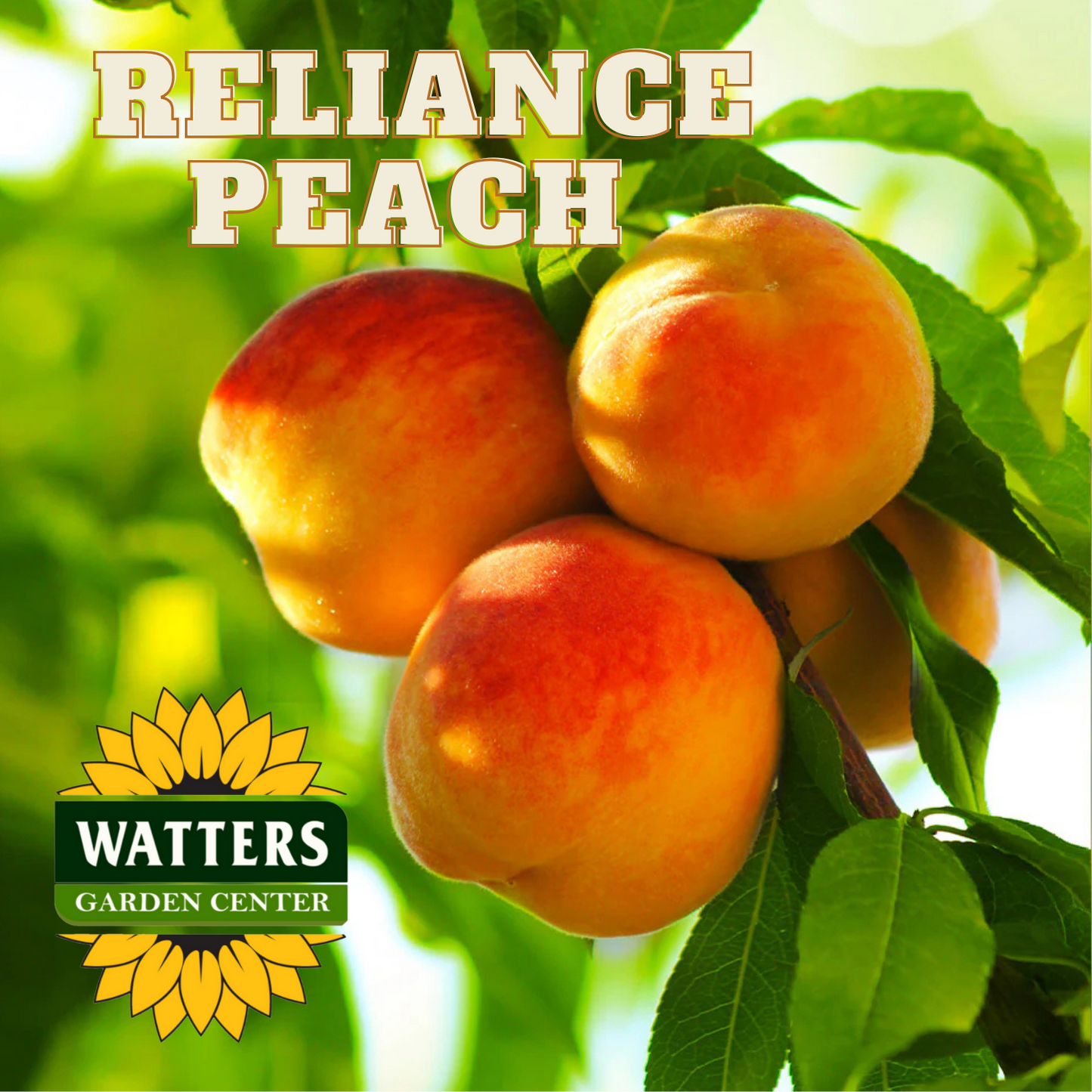 RELIANCE PEACH TREE 10gal