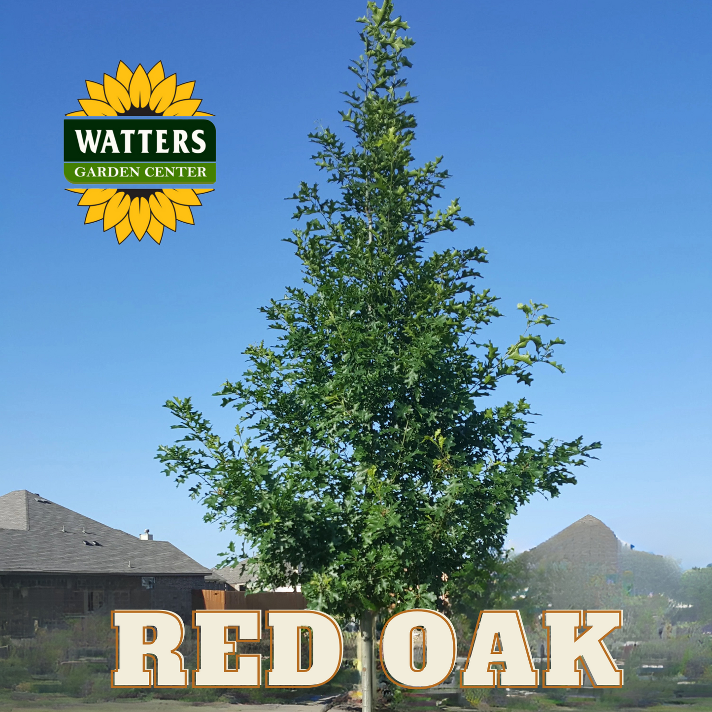 RED OAK TREE 15gal