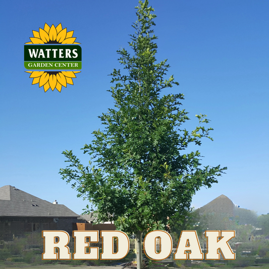 RED OAK TREE 10gal