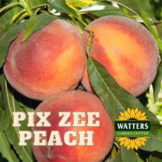 PIX ZEE PEACH DWARF 7gal