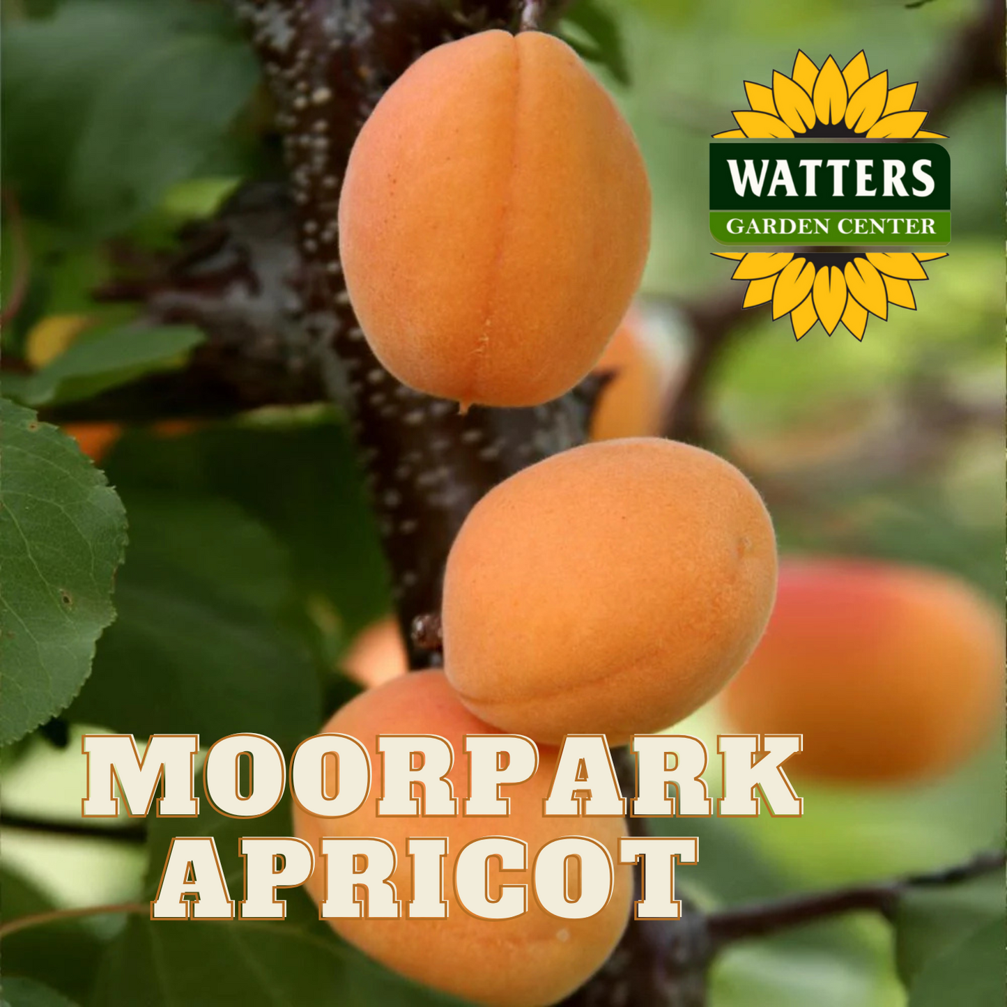 MOORPARK APRICOT TREE SEMI DWARF 5gal