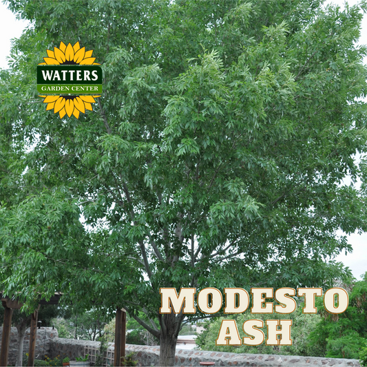 MODESTO ASH TREE 15gal