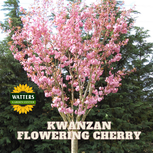 KWANZAN FLOWERING CHERRY TREE 5gal