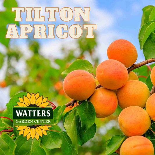 TILTON APRICOT TREE 7gal