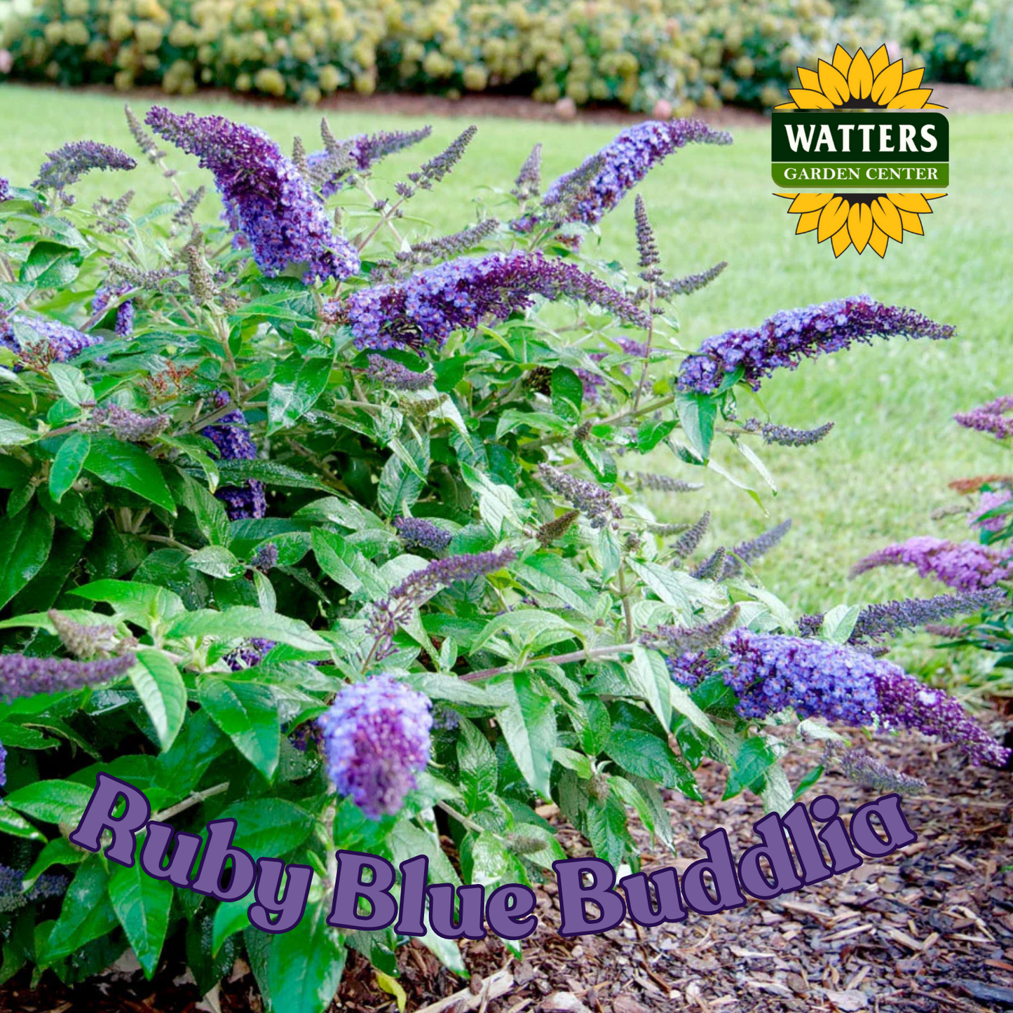 RUBY BLUE PUGSTER BUTTERFLY BUSH