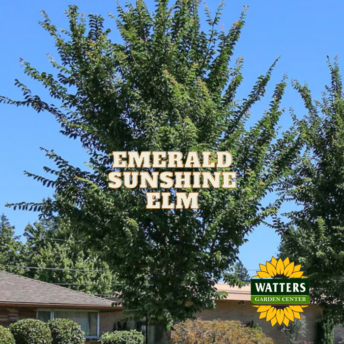 EMERALD SUNSHINE ELM TREE 10gal