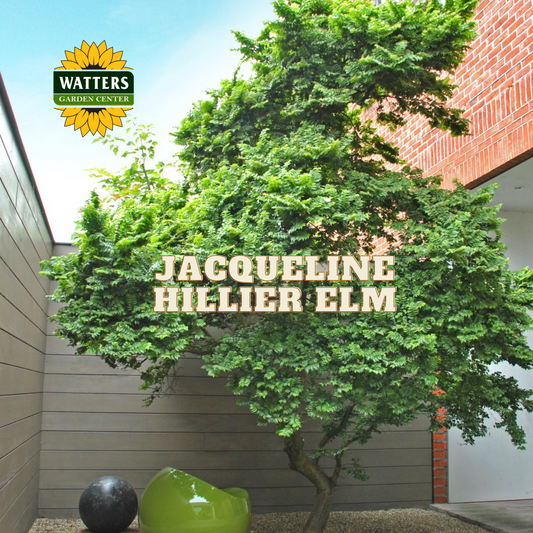 JACQUELINE HILLIER ELM 3gal
