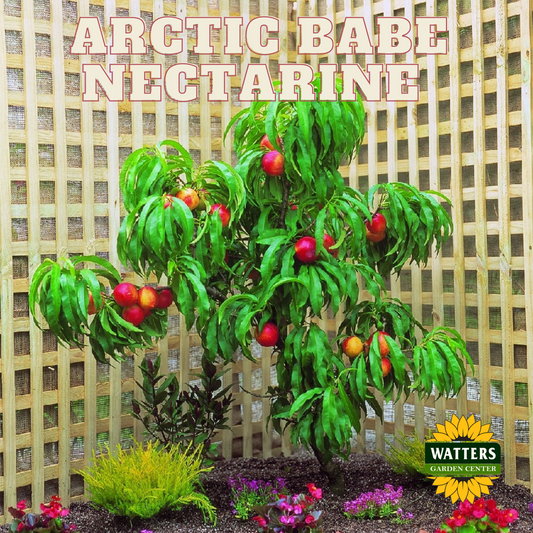 ARCTIC BABE NECTARINE 7gal
