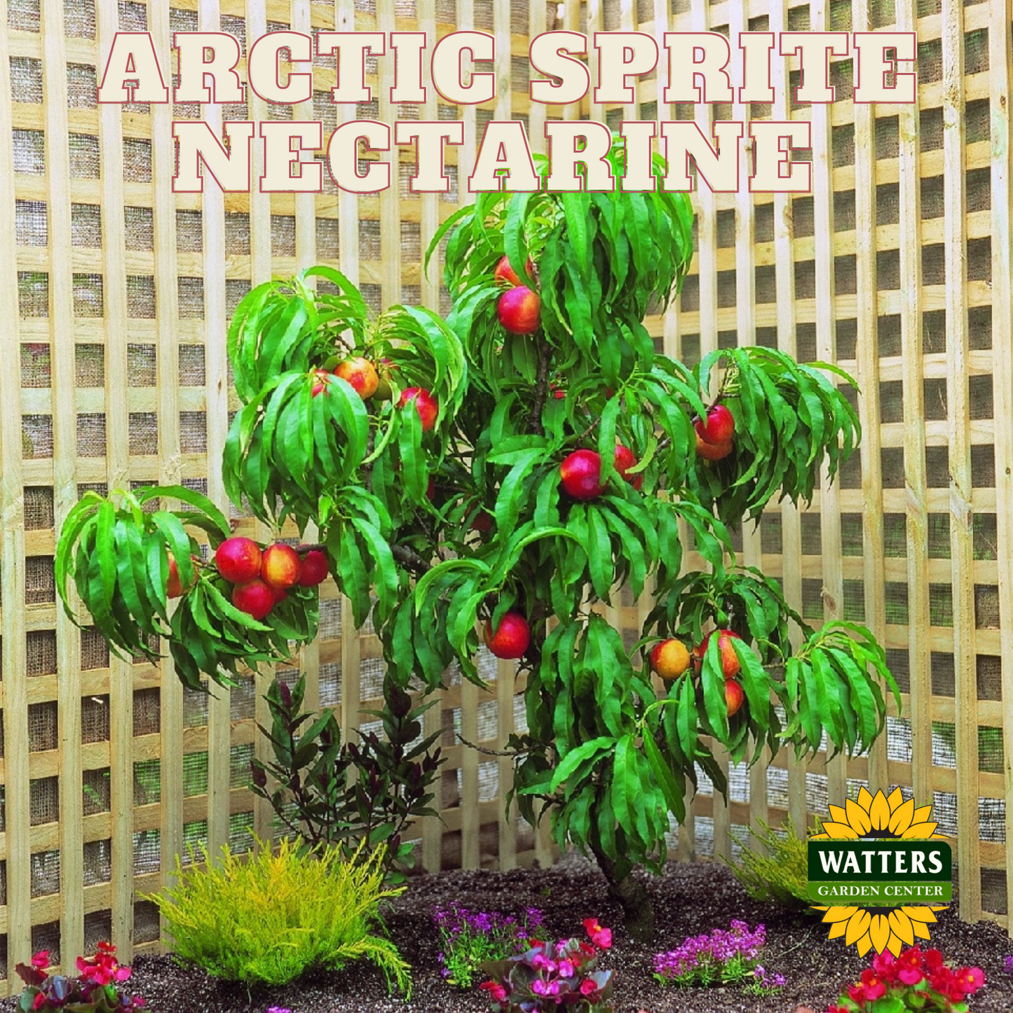 FANTASIA NECTARINE TREE 7gal