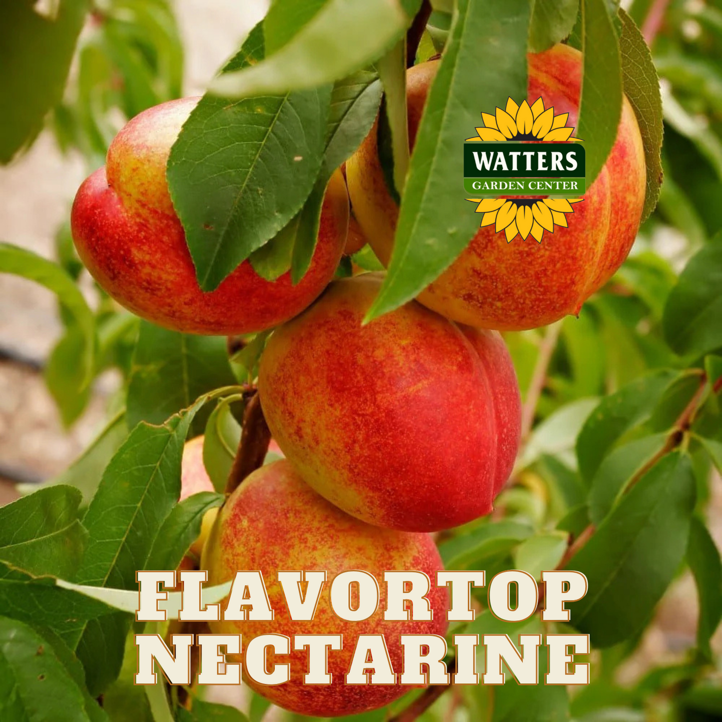 FLAVORTOP NECTARINE 7gal
