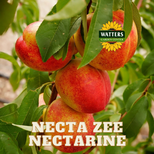 NECTA ZEE NECTARINE DWARF TREE 7gal