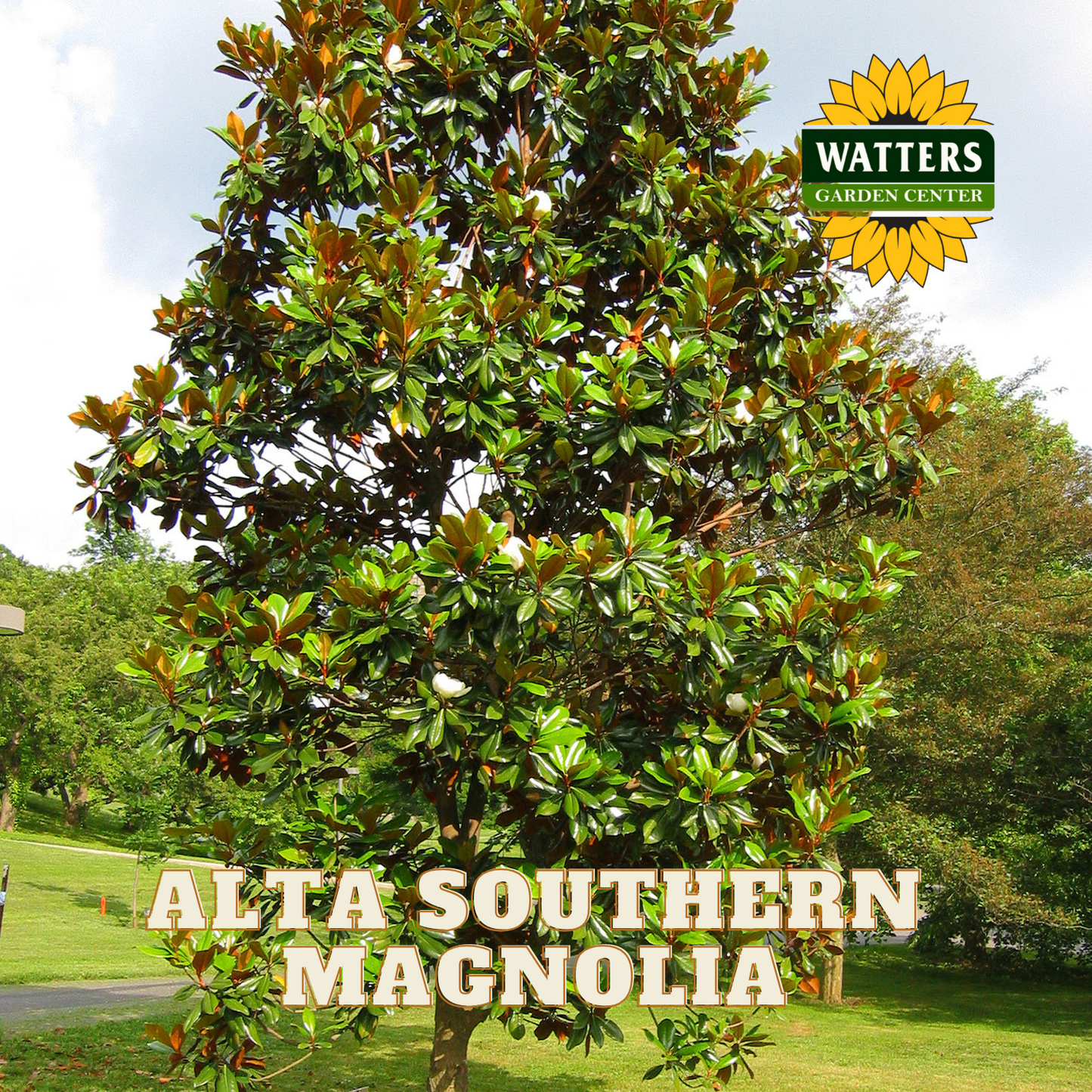 ALTA SOUTHERN MAGNOLIA 5gal