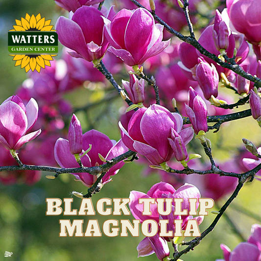 BLACK TULIP MAGNOLIA 5gal