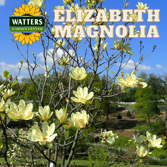 ELIZABETH MAGNOLIA TREE 5gal