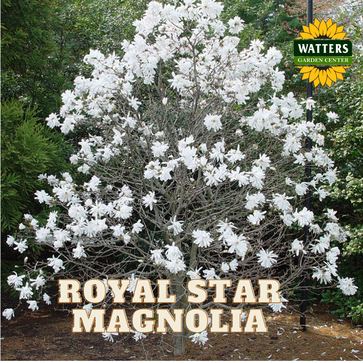 ROYAL STAR MAGNOLIA 7gal