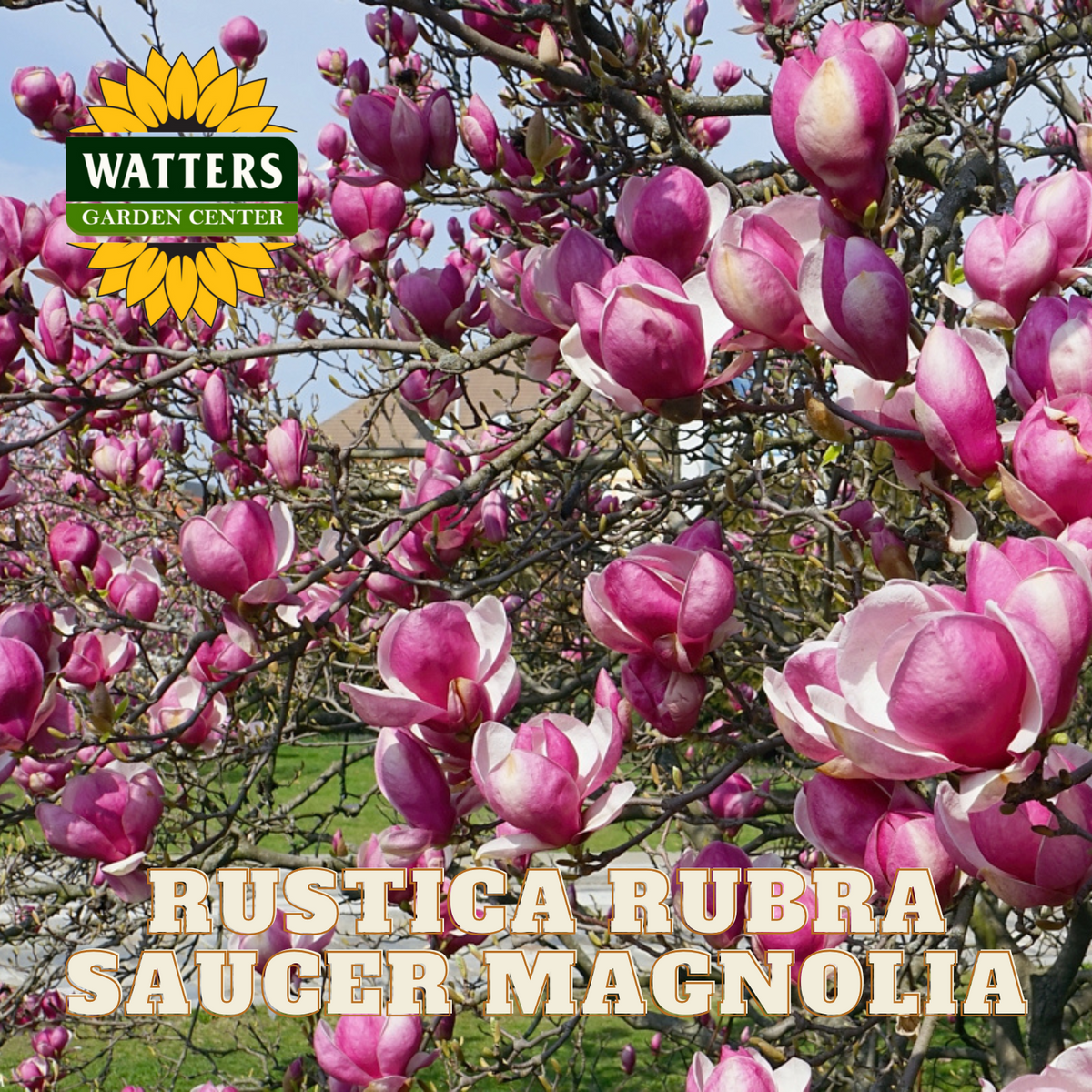 RUSTICA RUBRA MAGNOLIA TREE 7gal