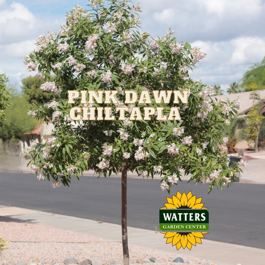 PINK DAWN CHILTAPLA TREE 5gal