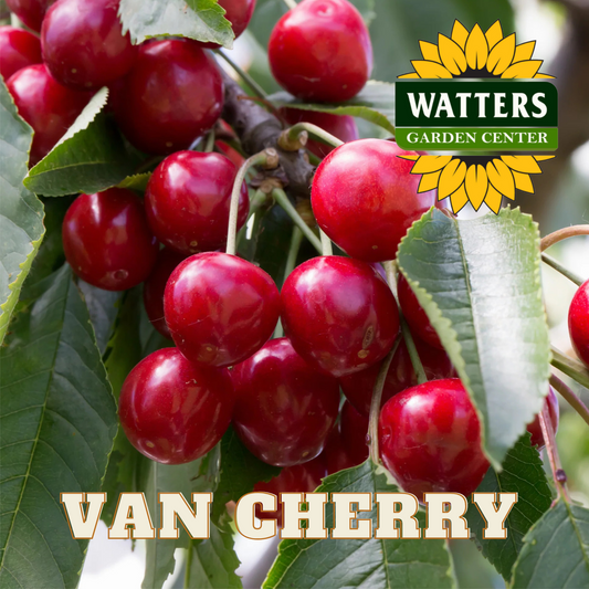 VAN CHERRY TREE 7gal
