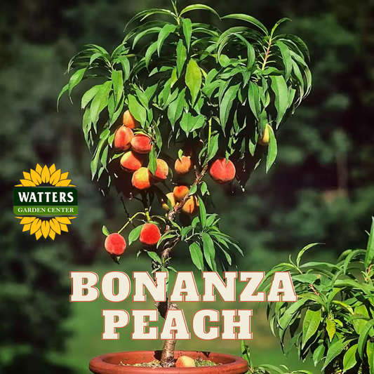 BONANZA PEACH TREE DWARF 10gal