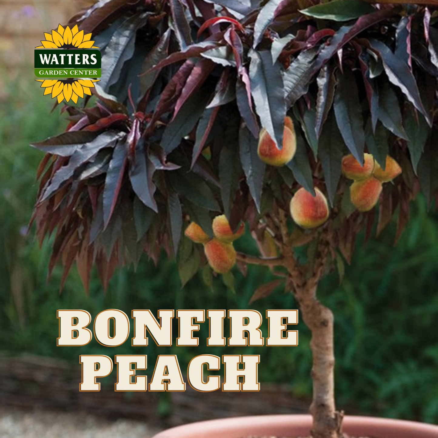 BONFIRE PEACH TREE DWARF 7gal