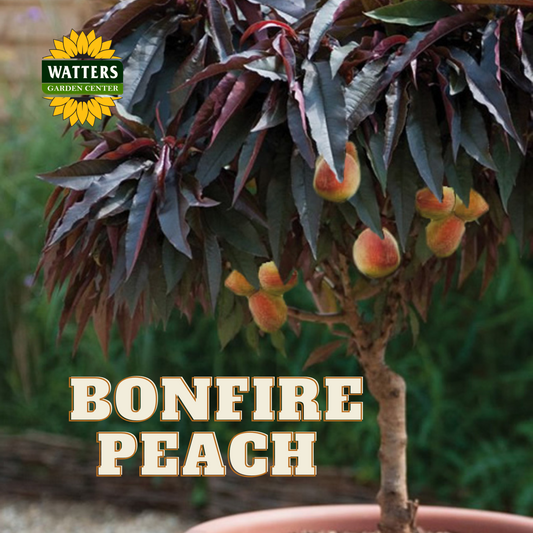 BONFIRE PEACH TREE DWARF 7gal