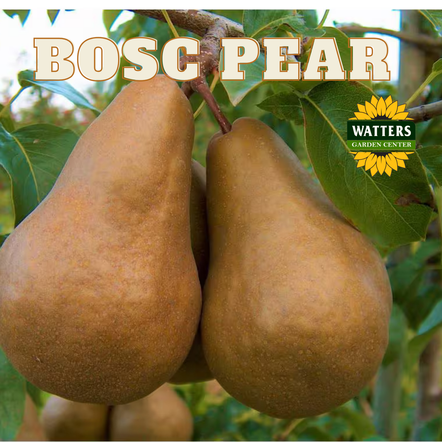 BOSC PEAR TREE SEMI DWARF 15gal