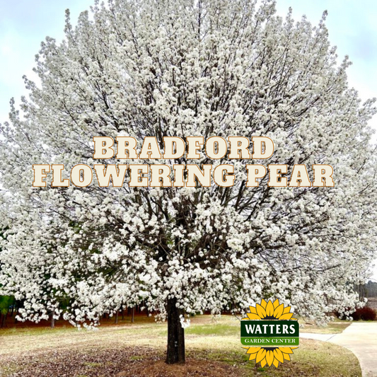 BRADFORD FLOWERING PEAR TREE 15gal