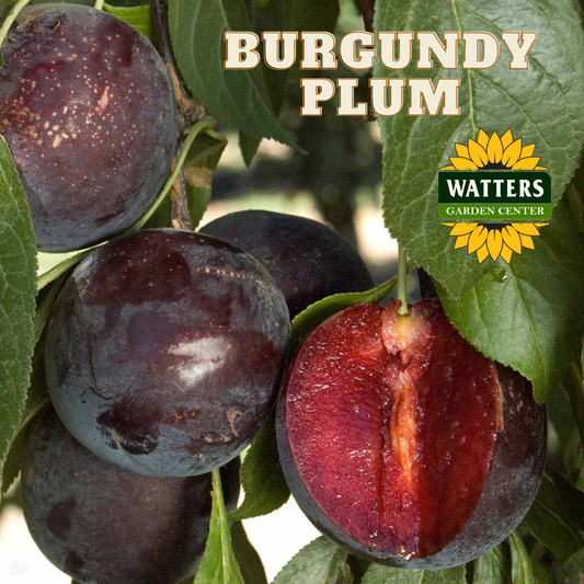BURGUNDY PLUM TREE 10gal