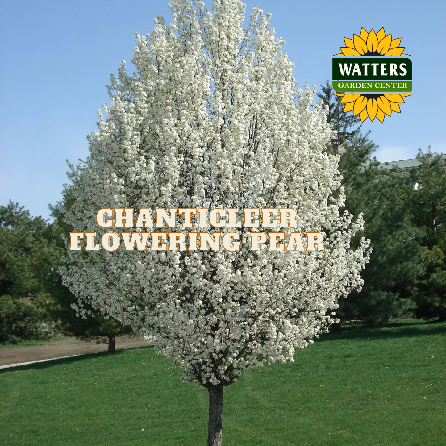 CHANTICLEER FLOWERING PEAR TREE 10gal