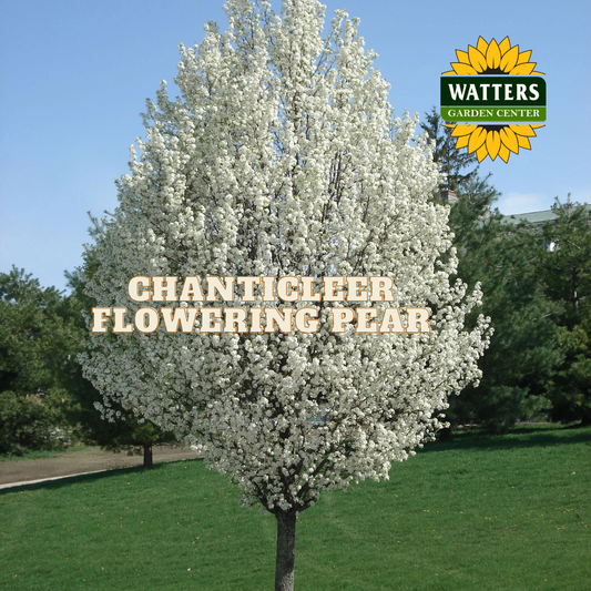 CHANTICLEER FLOWERING PEAR TREE 10gal