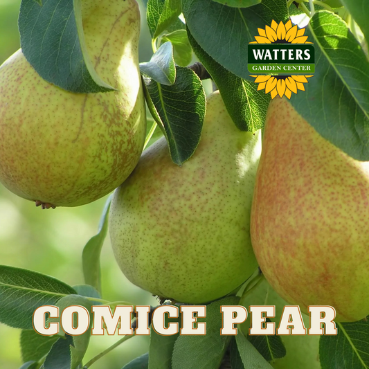COMICE PEAR TREE 7gal
