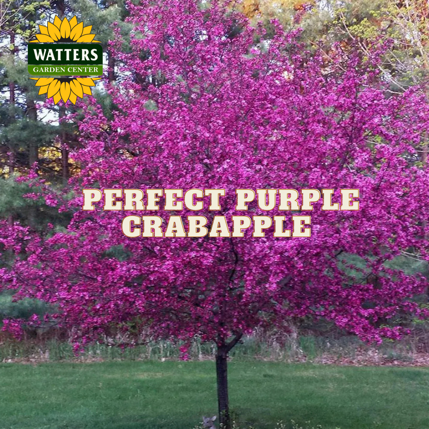 PERFECT PURPLE CRABAPPLE TREE 10gal