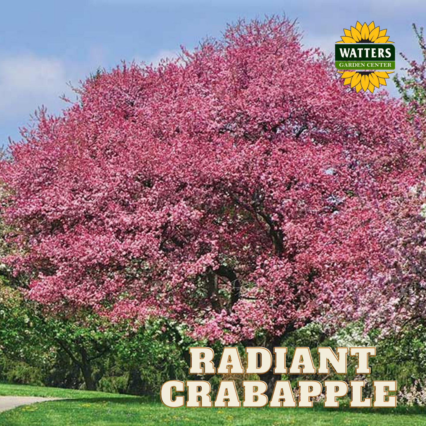 RADIANT CRABAPPLE TREE 10gal