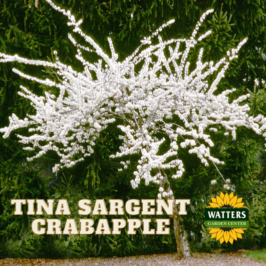 TINA SARGENT CRABAPPLE TREE 5gal