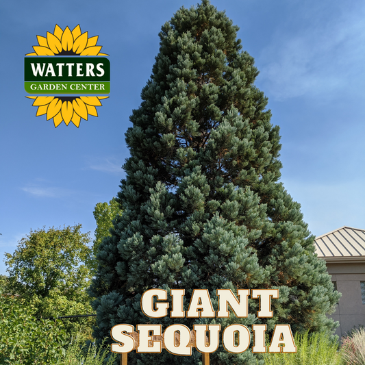GAINT SEQUOIA TREE 6gal