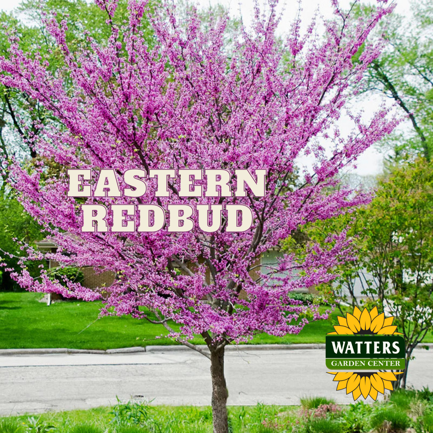 EASTERN REDBUD TREE 10gal