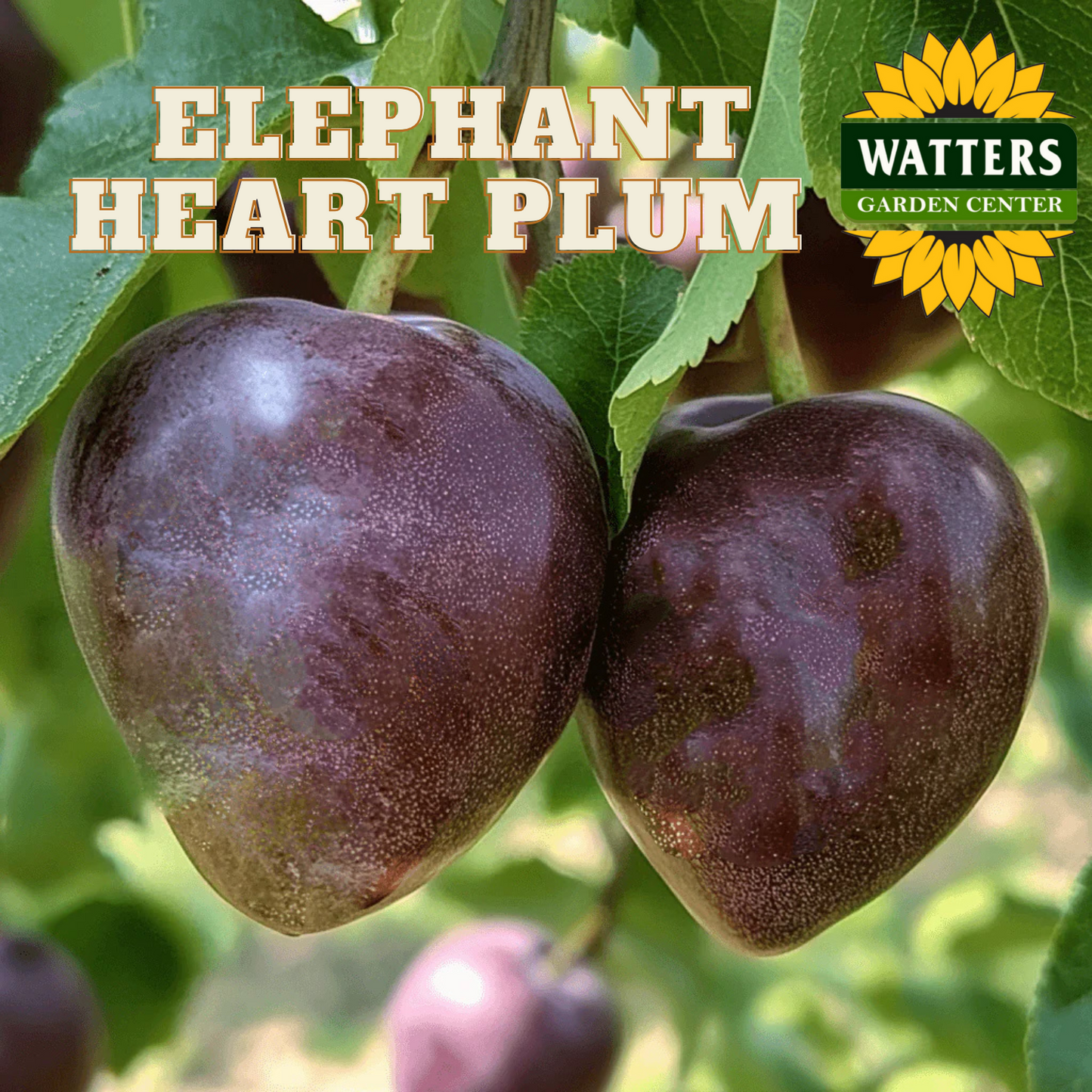 ELEPHANT HEART PLUM TREE 7gal