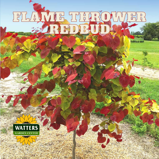 FLAME THROWER REDBUD TREE 10gal
