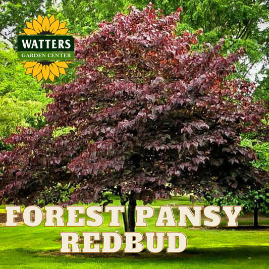 FOREST PANSY REDBUD TREE 5gal