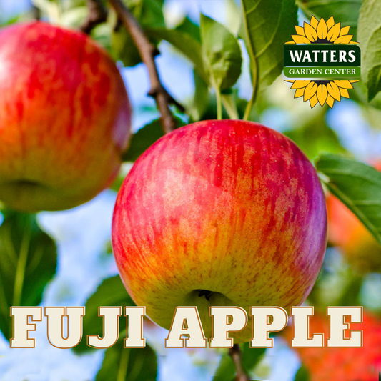 FUJI APPLE TREE 7gal