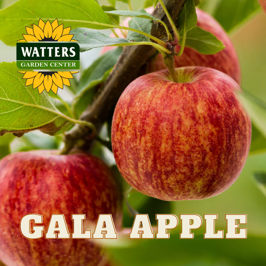 GALA APPLE TREE 7gal