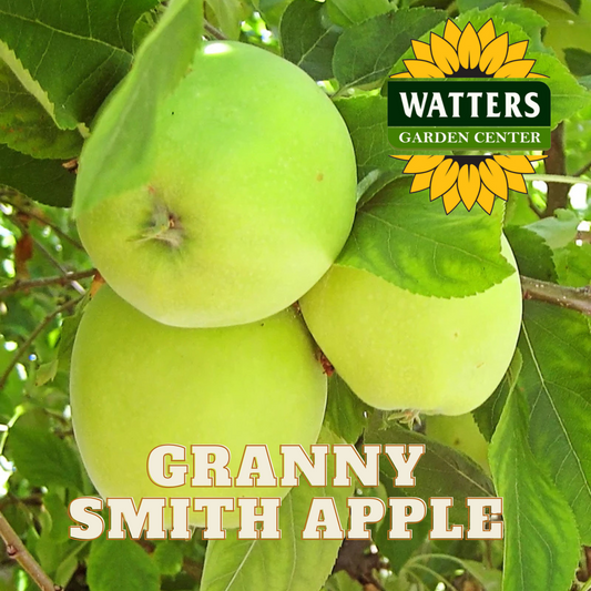 GRANNY SMITH APPLE 7gal