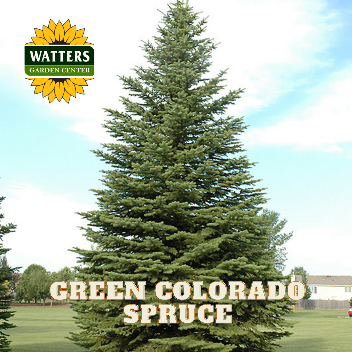 GREEN COLORADO SPRUCE 4-5ft