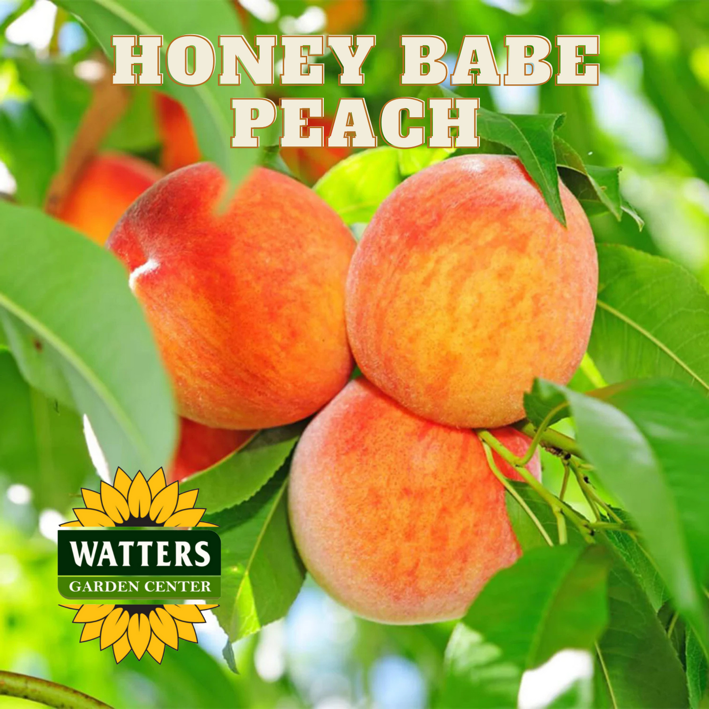 HONEY BABE PEACH DWARF 7gal