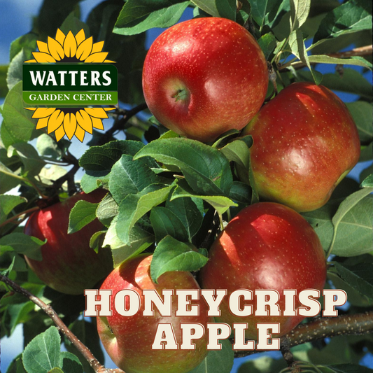 HONEYCRISP APPLE TREE 7gal
